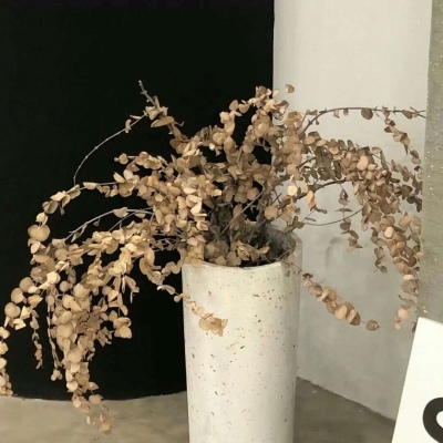 兽设幻想物种设计兽圈社群